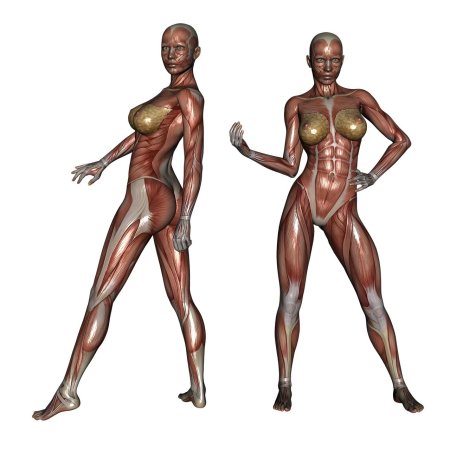 Мышцы женщины