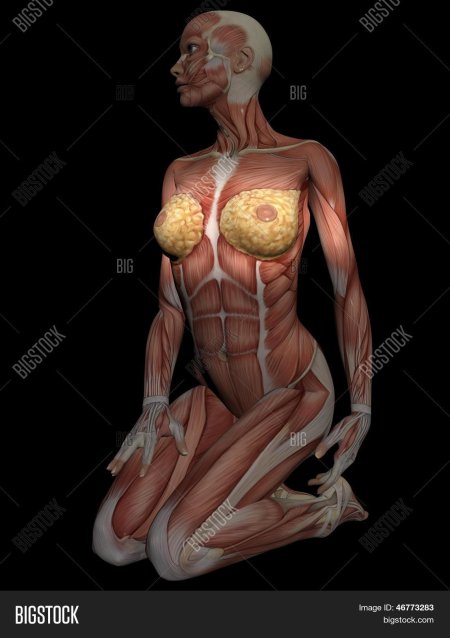 Строение мышц женщины