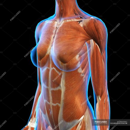 Мышцы у женщин