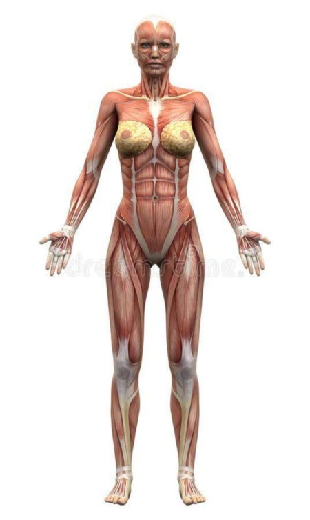 Мышцы женщины