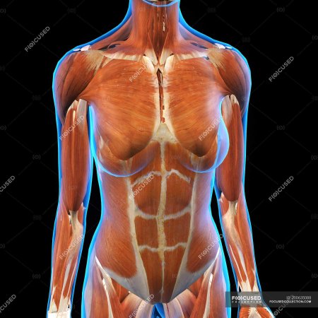 Мышцы спереди у женщины