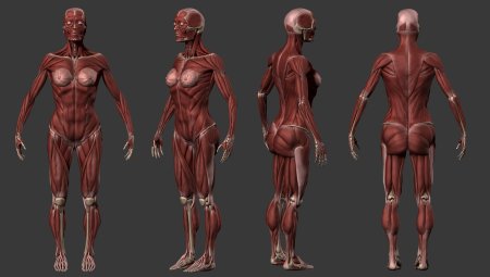 Анатомии человека