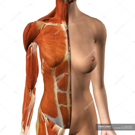 Анатомическая грудь