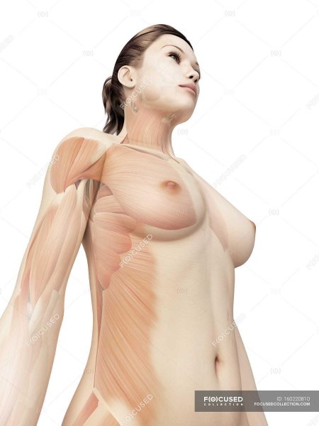 Мышцы у женщин