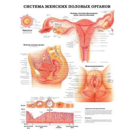 Система женских половых органов