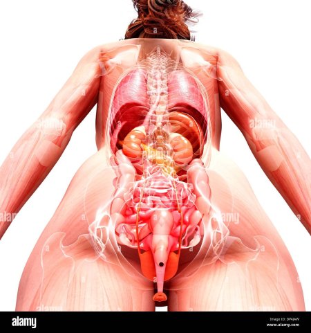 Внутренние органы женщины