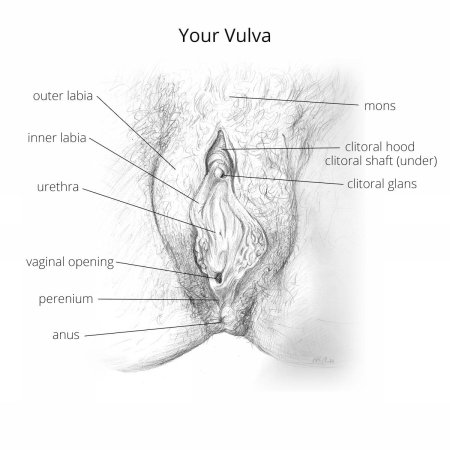Строение женской писи