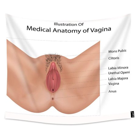 Строение наружных женских пол органов