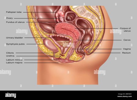 Женская половая система