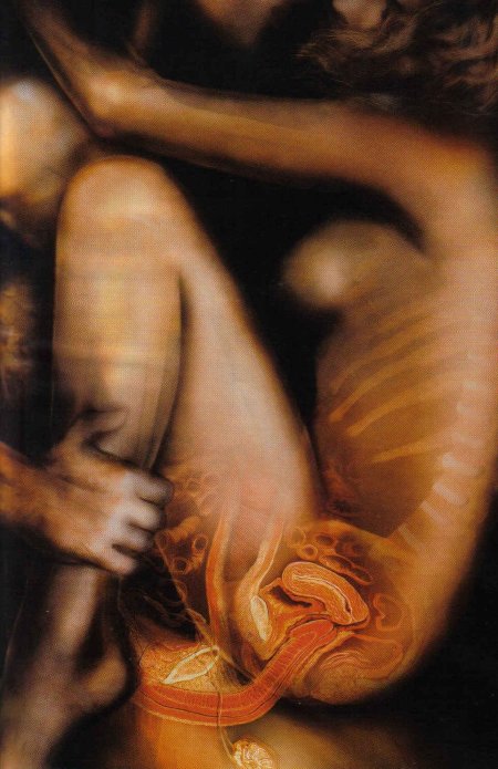 Внутренние органы беременной женщины