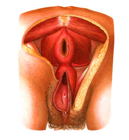 Строение женской вагины