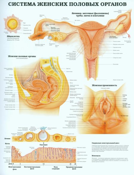 Строение женских половых органов внутренних