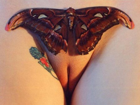 Павлиноглазка атлас бабочка