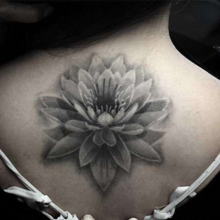 Лотос випшейдинг