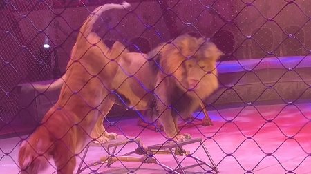 Лев в цирке