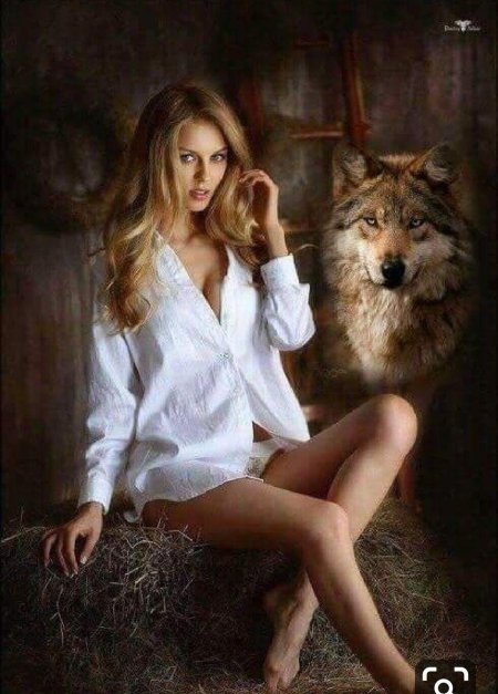 Волки красивые