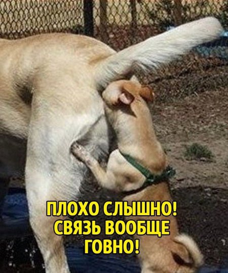 Собака мордой в очке собаки