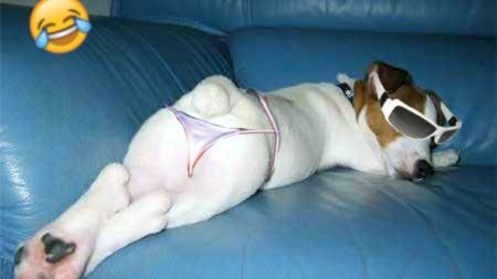 Собака в стрингах