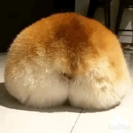 Пушистый зад