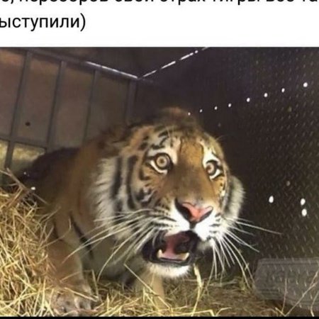 Тату тигр Мем